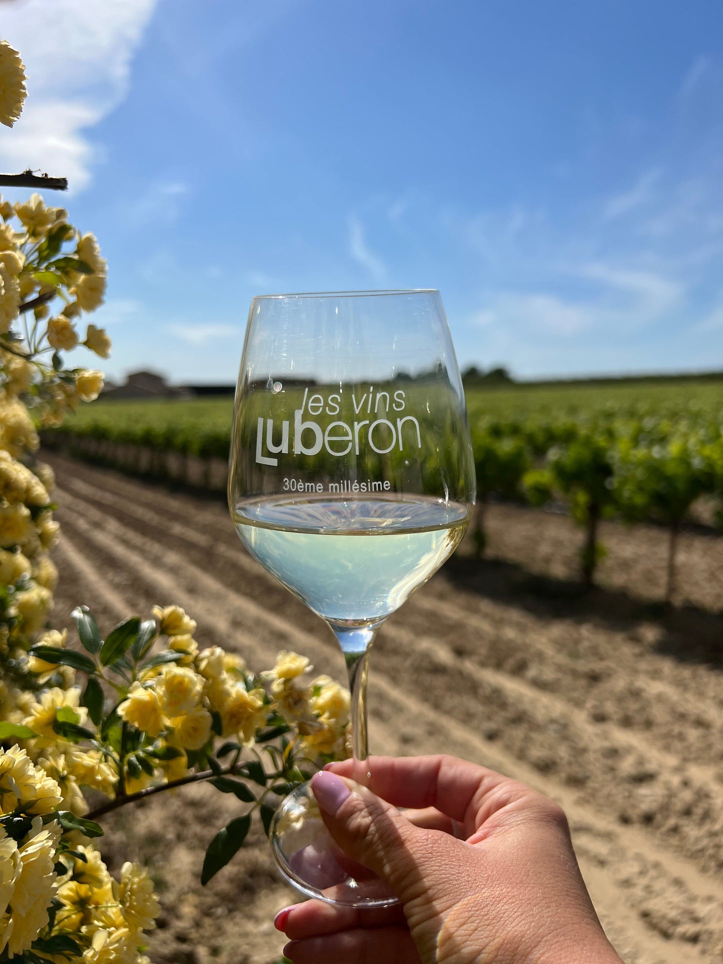 I.G.P Méditerranée Blanc Viognier 2024 75cl